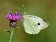 Nikon D90 :  270mm, 1/4000sec, f/7.1, ISO-1000, -0.3 step
