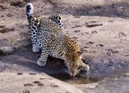 Nikon D7000 :  360mm, 1/250sec, f/8, ISO-1250, 0 step