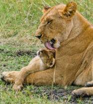 Nikon D7000 :  400mm, 1/1250sec, f/10, ISO-640, -0.3 step