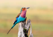 Nikon D90 :  400mm, 1/800sec, f/8, ISO-400, -0.3 step