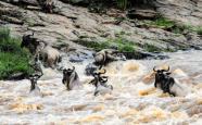 Nikon D90 :  330mm, 1/1600sec, f/8, ISO-1000, -0.3 step