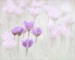Canon EOS 650D :  300mm, 1/640sec, f/8, ISO-400, -0.3 step