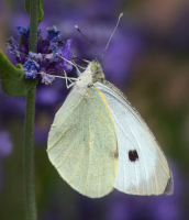 Canon EOS 650D :  300mm, 1/250sec, f/10, ISO-800, -0.7 step