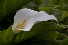 Canon EOS 650D :  135mm, 1/640sec, f/10, ISO-200, -0.7 step