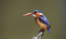 Nikon D5 :  500mm, 1/2000sec, f/5.6, ISO-1000