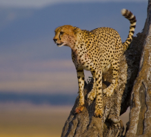 Nikon D3 :  400mm, 1/1600sec, f/5.6, ISO-640