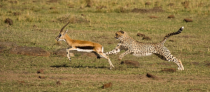 Nikon D3 :  400mm, 1/2000sec, f/6.3, ISO-640