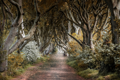 Into the Woods