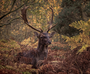 Nikon D300 :  160mm, 1/320sec, f/5, ISO-2000, -0.7 step