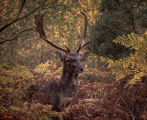 Nikon D300 :  160mm, 1/320sec, f/5, ISO-2000, -0.7 step