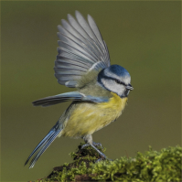 Nikon D300 :  400mm, 1/2000sec, f/8, ISO-800, 0.7 step