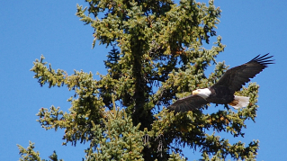 Nikon D40 :  200mm, 1/1000sec, f/5.6, ISO-400