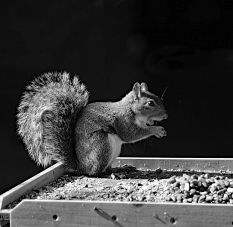 Nikon D5300 :  300mm, 1/640sec, f/6.3, ISO-400, 0.3 step